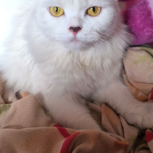 Missing: White Female Persian Cat from Prem nagar, erragadda-2