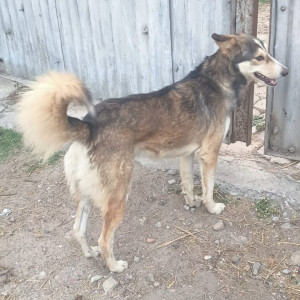 Missing: Black and Brown Male Indie Dog from Samudayik Kendra, 40 quarter-railway coloney, Alambagh Lucknow