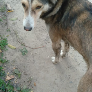 Missing: Black and Brown Male Indie Dog from Samudayik Kendra, 40 quarter-railway coloney, Alambagh Lucknow-2