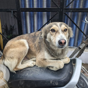Missing: Black and Brown Male Indie Dog from Samudayik Kendra, 40 quarter-railway coloney, Alambagh Lucknow-3