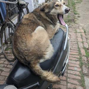 Missing: Black and Brown Male Indie Dog from Samudayik Kendra, 40 quarter-railway coloney, Alambagh Lucknow