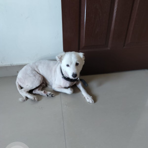Missing: White Male Pomeranian Dog from Prasuna nagar, chintal near viswa shanthi high school
