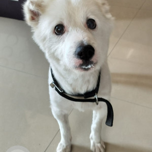 Missing: White Male Pomeranian Dog from Prasuna nagar, chintal near viswa shanthi high school