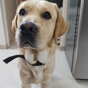 Missing: Golden Male Labrador Dog from Ambegaon BK-2