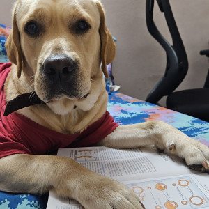 Missing: Golden Male Labrador Dog from Ambegaon BK