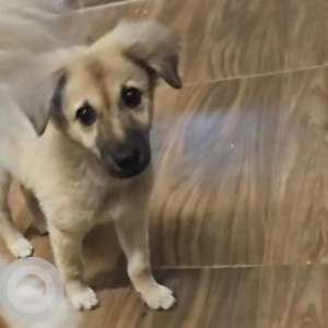 Missing: Black and White Male German shepherd Dog from Incois Road Pragathi Nagar Hyderabad