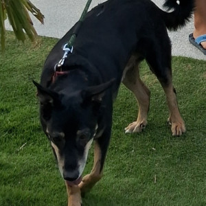 Missing: Black and Brown Male Indie indian dog Dog from Zahirabad