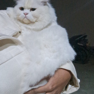 Missing: White Male Persian Cat from New Choksey nagar, near Jnct, Bhopal, MP