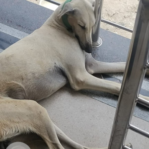 Missing: White Male Chipi parai Dog from Perur,kovaipudur bypass