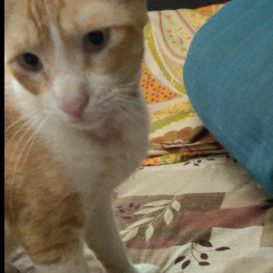 Missing: Orange Male Indian Cat from Near Gurukripa, Sion-3