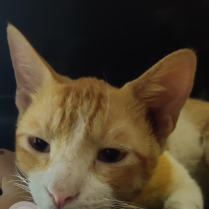 Missing: Orange Male Indian Cat from Near Gurukripa, Sion