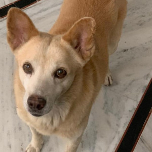 Found: Golden Male Looks like Indie mix Dog from Near Agarwal caterers , gandhi path , vaishali nagar , Jaipur , Rajasthan  -302021