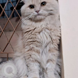 A Dusky Persian Cat Missing from 20-05-2025