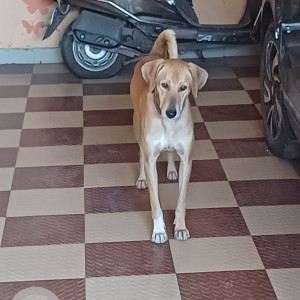 Missing: Brown Male Indian Dog from Manjari bk