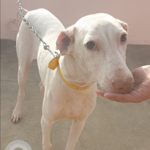 Missing: White Male Rajapalayam Dog from Coimbatore