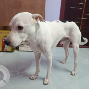 Missing: White Male Indie Dog from Koyambedu-3