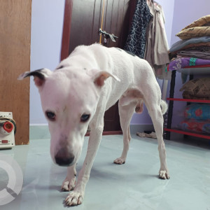 Missing: White Male Indie Dog from Koyambedu