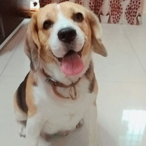 Missing: Black and Brown Female Beagle Dog from Daspalla Hills