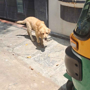 Found: Light Brown Male Labrador Dog from CBI road, RT nagar