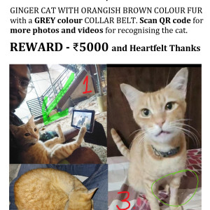 A Brown Domestic Shorthair (Indie) Cat Missing from Sampangi Rama Nagar, Bengaluru-3