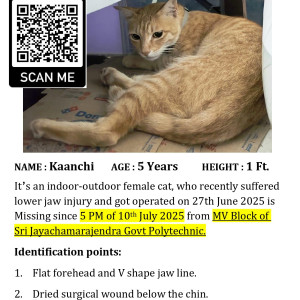 A Brown Domestic Shorthair (Indie) Cat Missing from Sampangi Rama Nagar, Bengaluru-2