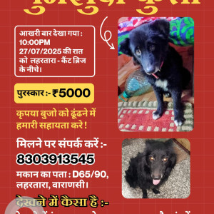 A Black Spitz Pomeranian Dog Missing from Maheshpur, Varanasi