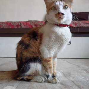 Missing: White-Brown Mix Female Indie Cat from Mathoshree Apartment, Bavdhan Budruk, NDA Road,Pune-411021.