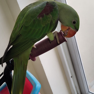 Missing: Green Male Alexandrine Bird from Indraprastha Grand, Sec-4A, Vrindavan Yojna,