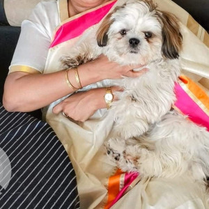 Found: White-Brown Mix Male Shihtzu Dog from Genesis Mall Bhiwadi