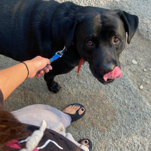 A Black Labrador Dog Missing from Budh Vihar Colony, Gorakhpur