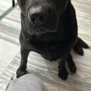 A Black Labrador Dog Missing from Budh Vihar Colony, Gorakhpur