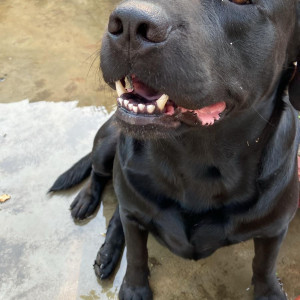 A Black Labrador Dog Missing from Budh Vihar Colony, Gorakhpur-2