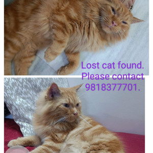 A Orange Long-hair Cat Found from Chittaranjan Park, New Delhi