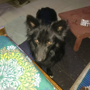 A Black Pomeranian cross Dog Missing from Maheshpur, Varanasi-2