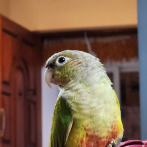 Missing: Green Male Pineapple conure Bird from Jp Nagar 7th phase, Nataraja layout