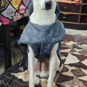 A White Indie Dog Missing from Vasundhara Sector 1 Ghaziabad-2