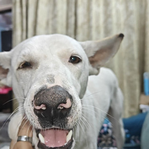 A White Indie Dog Missing from Vasundhara Sector 1 Ghaziabad