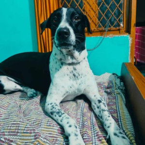 Missing: Black and White Male Indie and street dog Dog from Ambience mall gate number 16 near smart bazar vasant kunj -110070