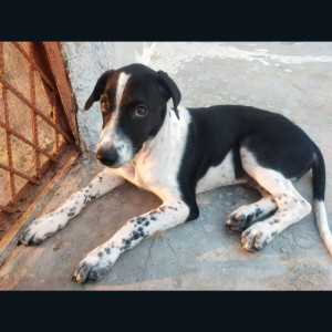 Missing: Black and White Male Indie and street dog Dog from Ambience mall gate number 16 near smart bazar vasant kunj -110070-4