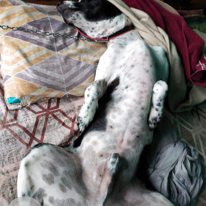 Missing: Black and White Male Indie and street dog Dog from Ambience mall gate number 16 near smart bazar vasant kunj -110070-3