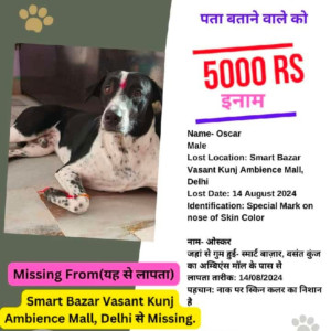 Missing: Black and White Male Indie and street dog Dog from Ambience mall gate number 16 near smart bazar vasant kunj -110070-2