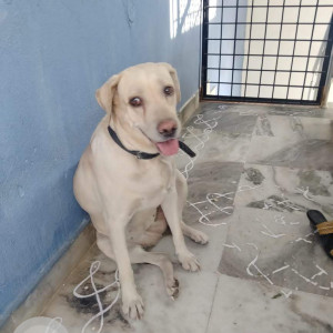 Found: White Female Lab Dog from Secunderabad