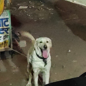 Found: White Female Labrador Dog from Bypass, near silicon valley, rau indore