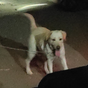 Found: White Female Labrador Dog from Bypass, near silicon valley, rau indore