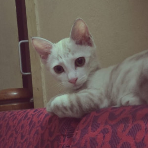 Missing: White-Brown Mix Female Normal Cat from Kondithope Police Quarters, V/1