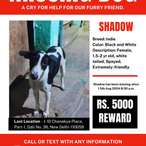 Missing: Black and White Female Indie Dog from J-10 Chanakya Place Part-1 Gali no 36, Near C-1 Janakpuri New Delhi -110059-4