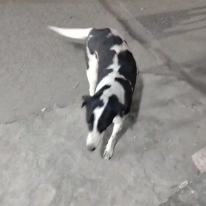 Missing: Black and White Female Indie Dog from J-10 Chanakya Place Part-1 Gali no 36, Near C-1 Janakpuri New Delhi -110059
