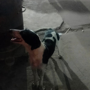 Missing: Black and White Female Indie Dog from J-10 Chanakya Place Part-1 Gali no 36, Near C-1 Janakpuri New Delhi -110059-3