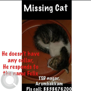 Missing: Grey-White Mix Male Grey and white Cat from Arumbakkam