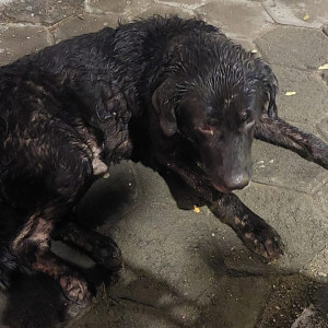 A Black Labrador Dog Found from Guindy, Chennai